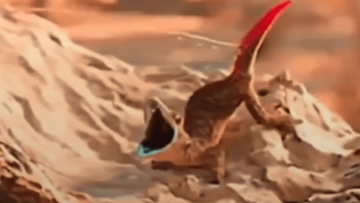 Screen Shot 2021-04-30 at 3.43.35 AM