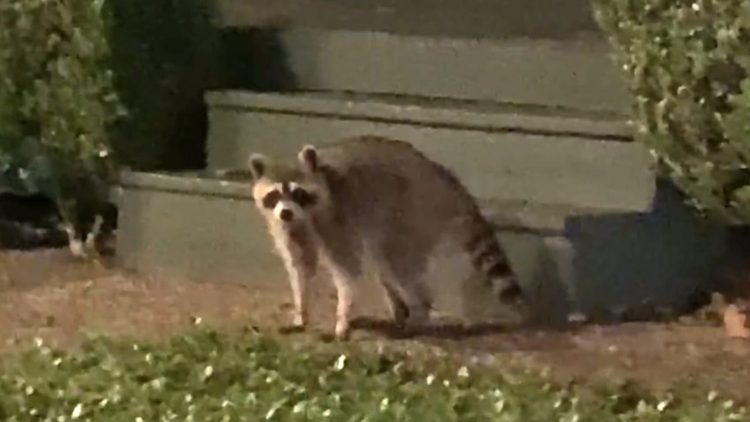 The-Raccoon-Situation-Long