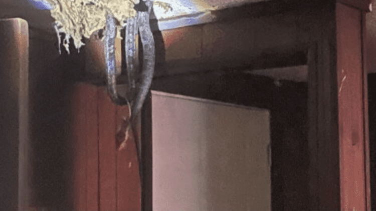 Screen Shot 2021-06-09 at 4.36.47 AM