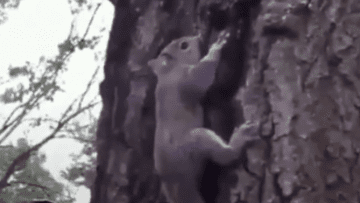 Screen Shot 2021-06-25 at 5.55.46 AM