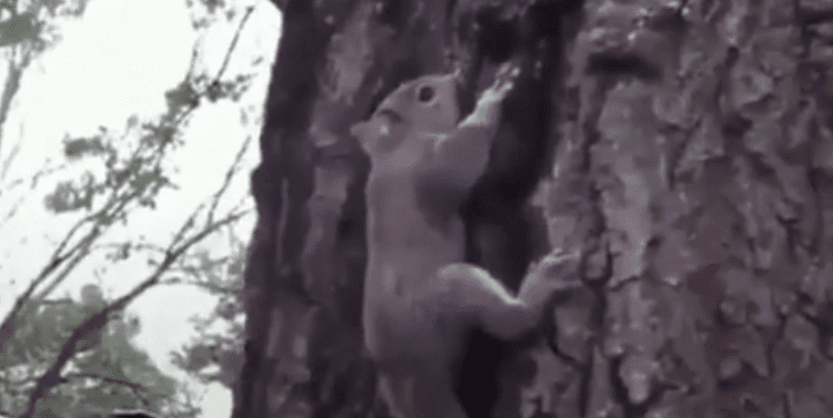 Screen Shot 2021-06-25 at 5.55.46 AM