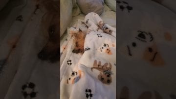 Video thumbnail for youtube video qopekmvz_zu