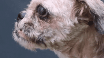 Screen Shot 2021-07-13 at 3.33.14 AM