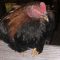 Bar-Rooster