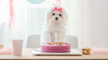 Birthday-Dog