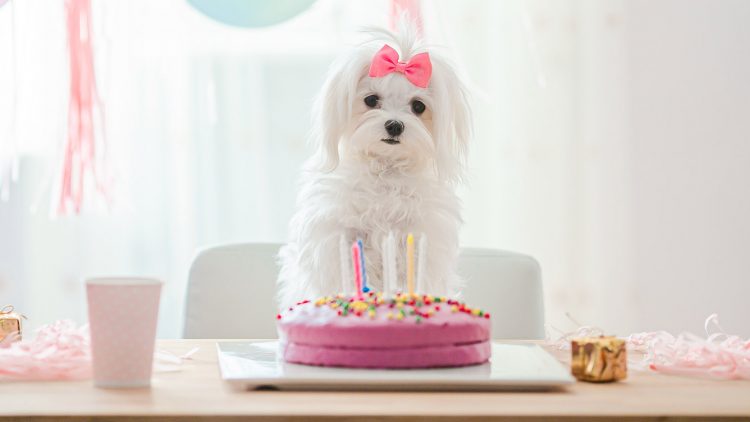 Birthday-Dog