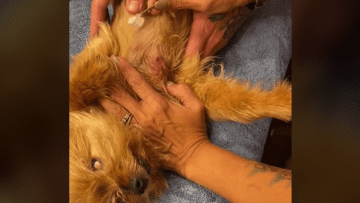 Screen Shot 2021-09-21 at 1.47.26 AM