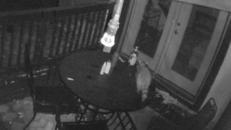 trash-panda-party-web